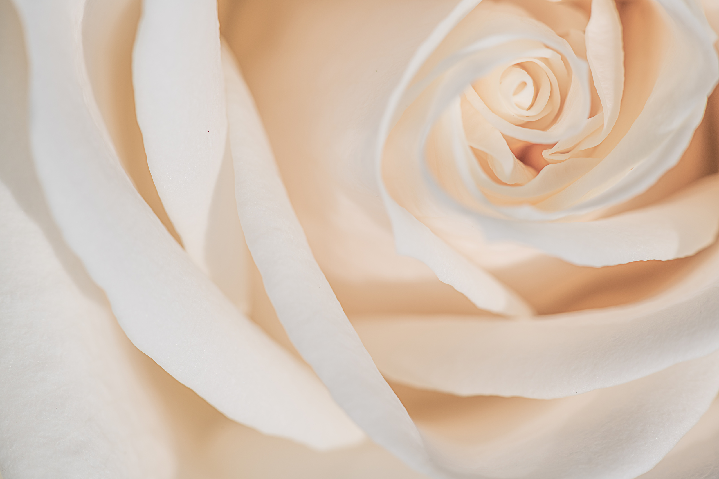 Background of smooth gentle petals of rose